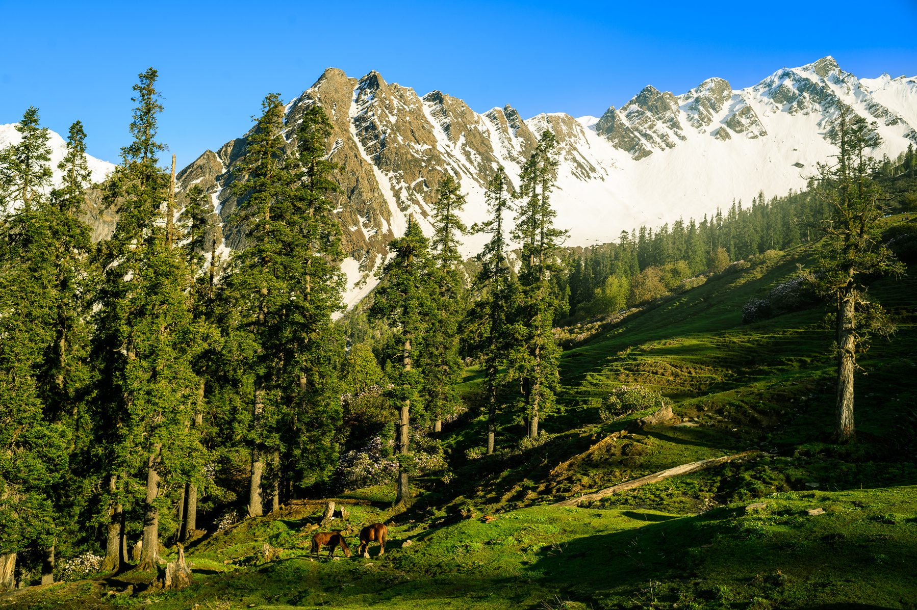 Dayara Bugyal Trek